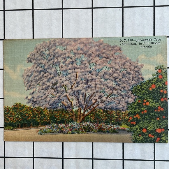 Vintage Florida postcards (6), postmarked from 1910, 1938, ca 1950's-1960's - Picture 9 of 14